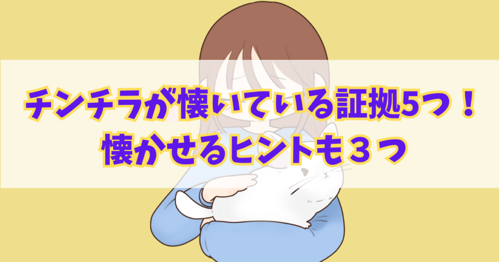 チンチラが懐いている証拠を5つご紹介！懐かせるためのヒントも３つ