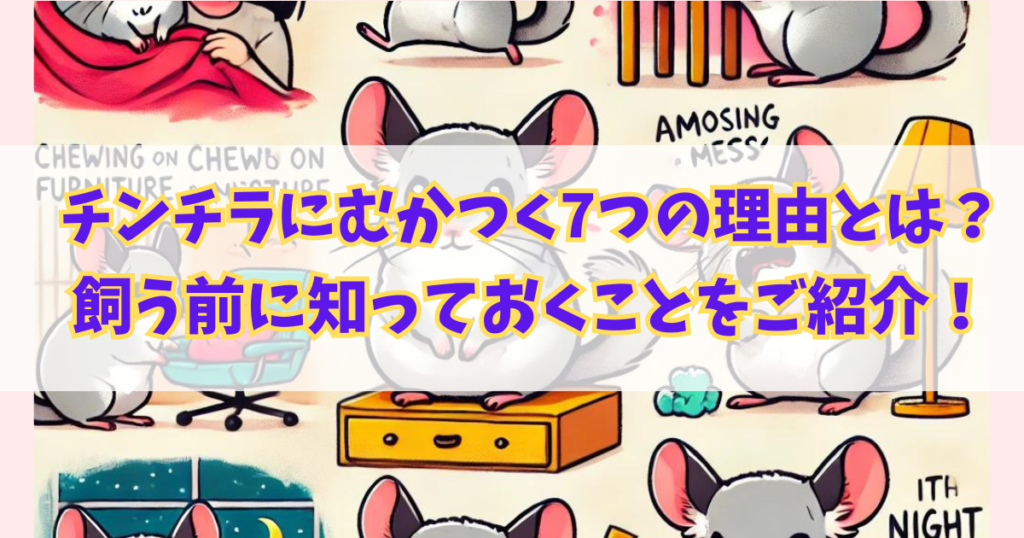 チンチラにむかつく7つの理由とは？飼う前に知っておくことをご紹介！